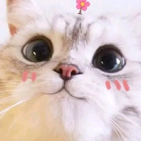 @反骨鱼