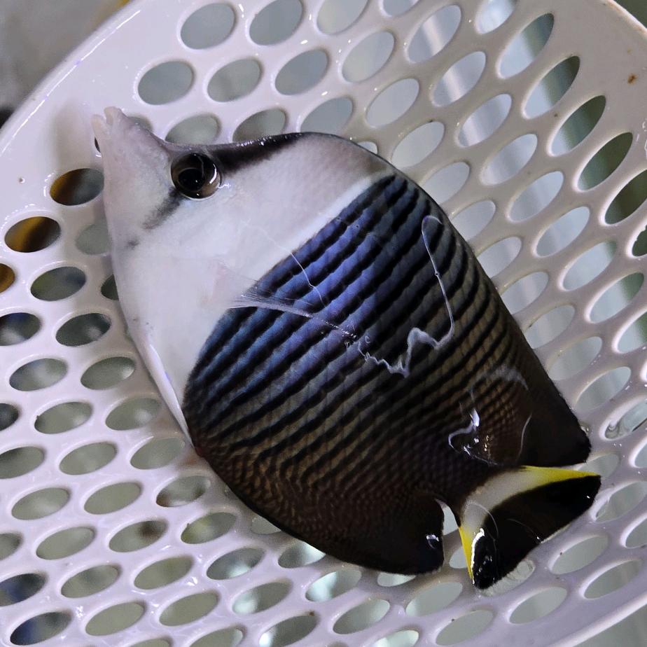 中环海水观赏鱼店