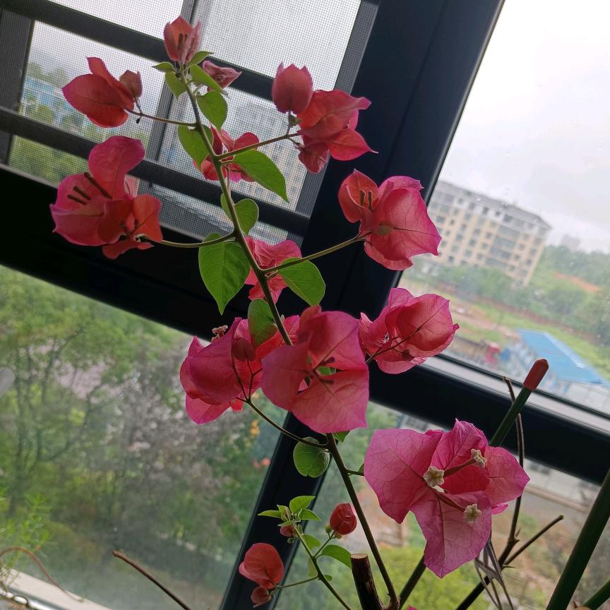 侯哥