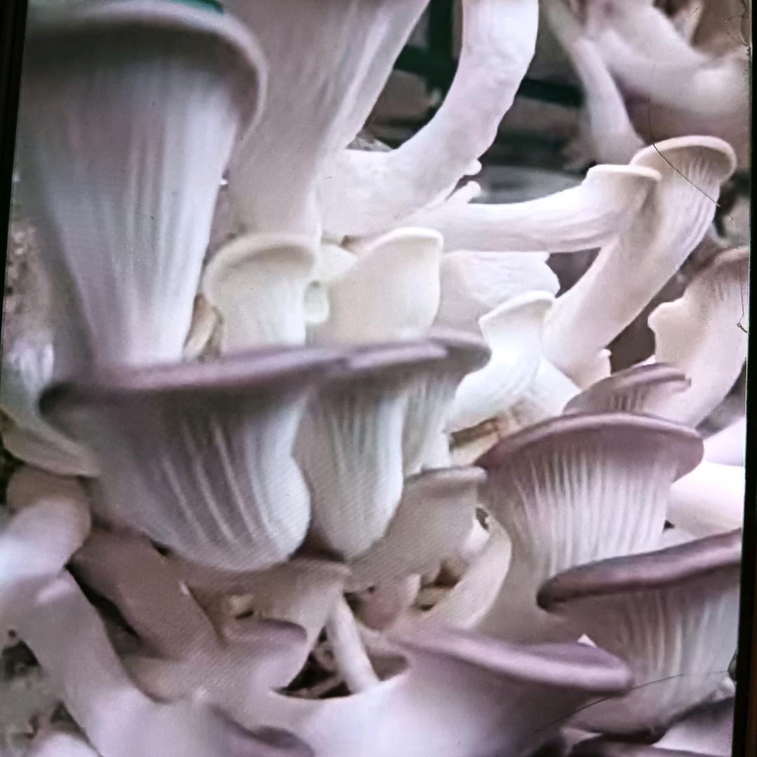 ☞光照五谷：晚7：20