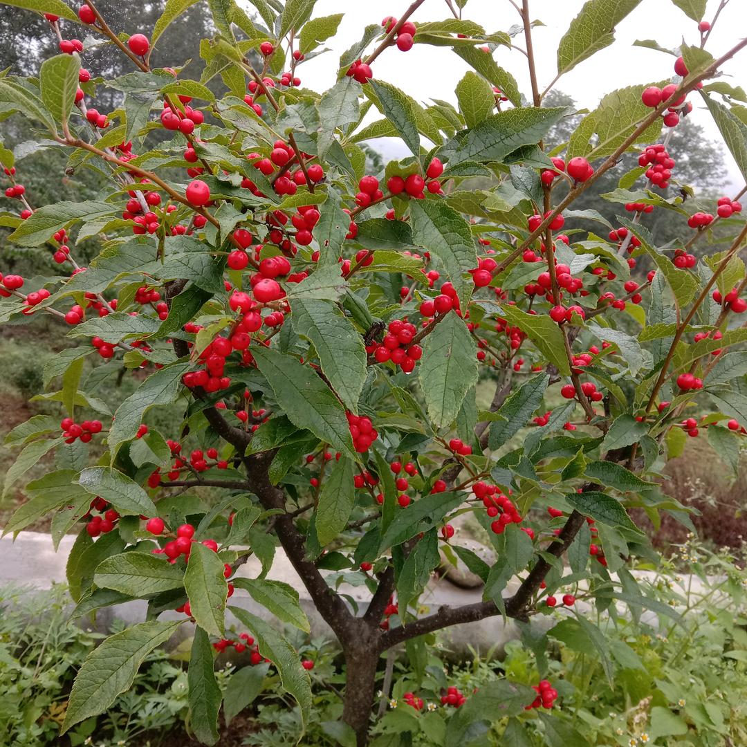 无声的雨