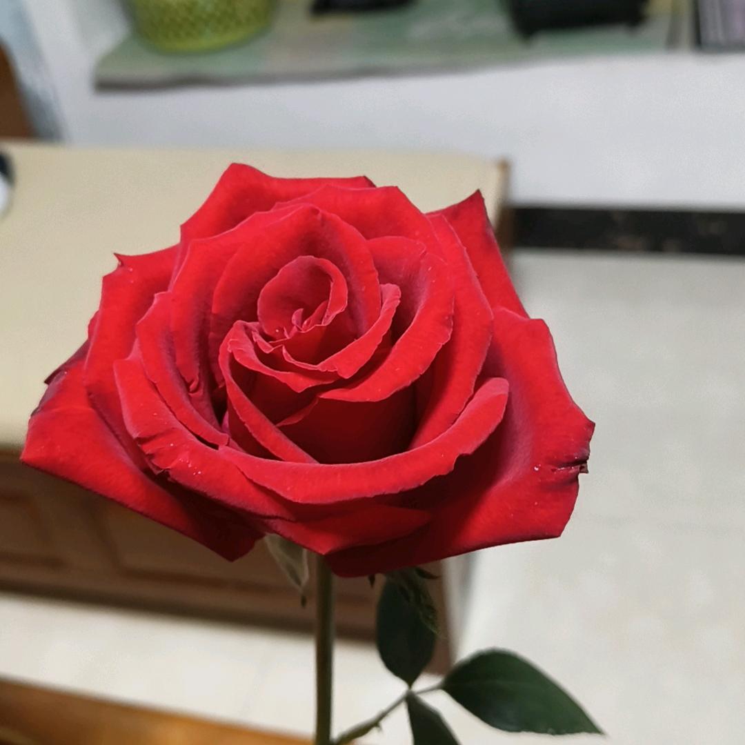 馨月