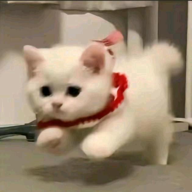 西柚在沌河