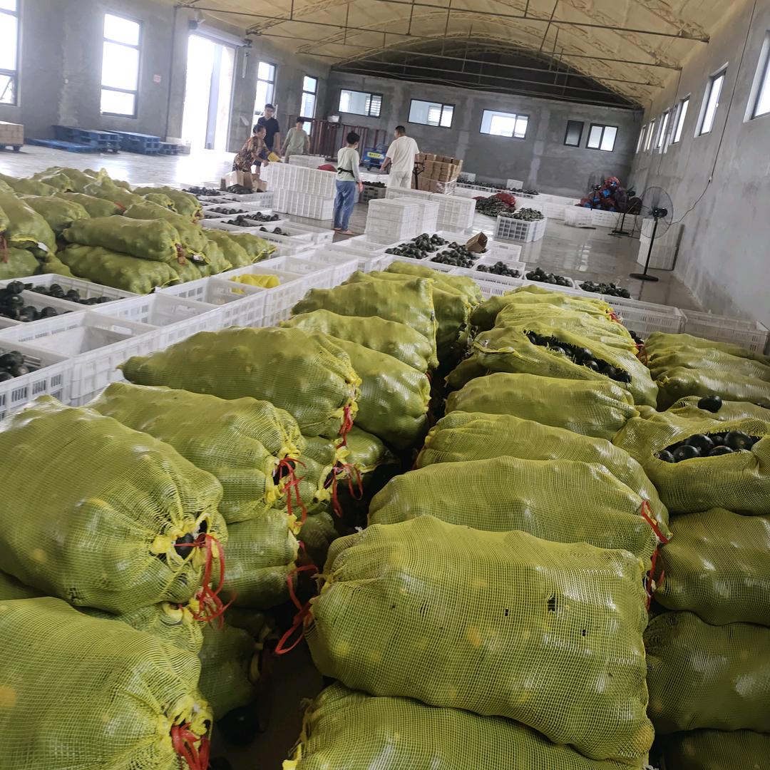 山东贝贝南瓜-小张