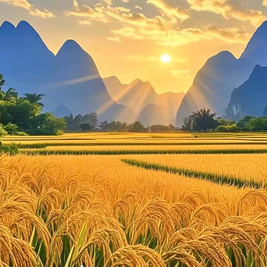 金麦穗