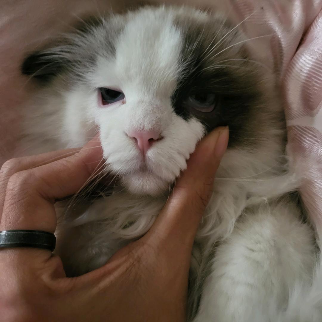 你在欺负小朋友吗