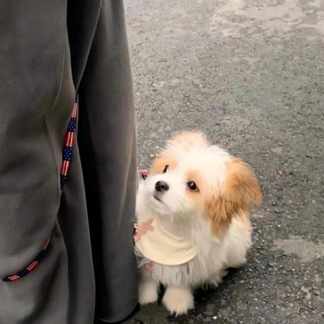 晚风(踏歌)