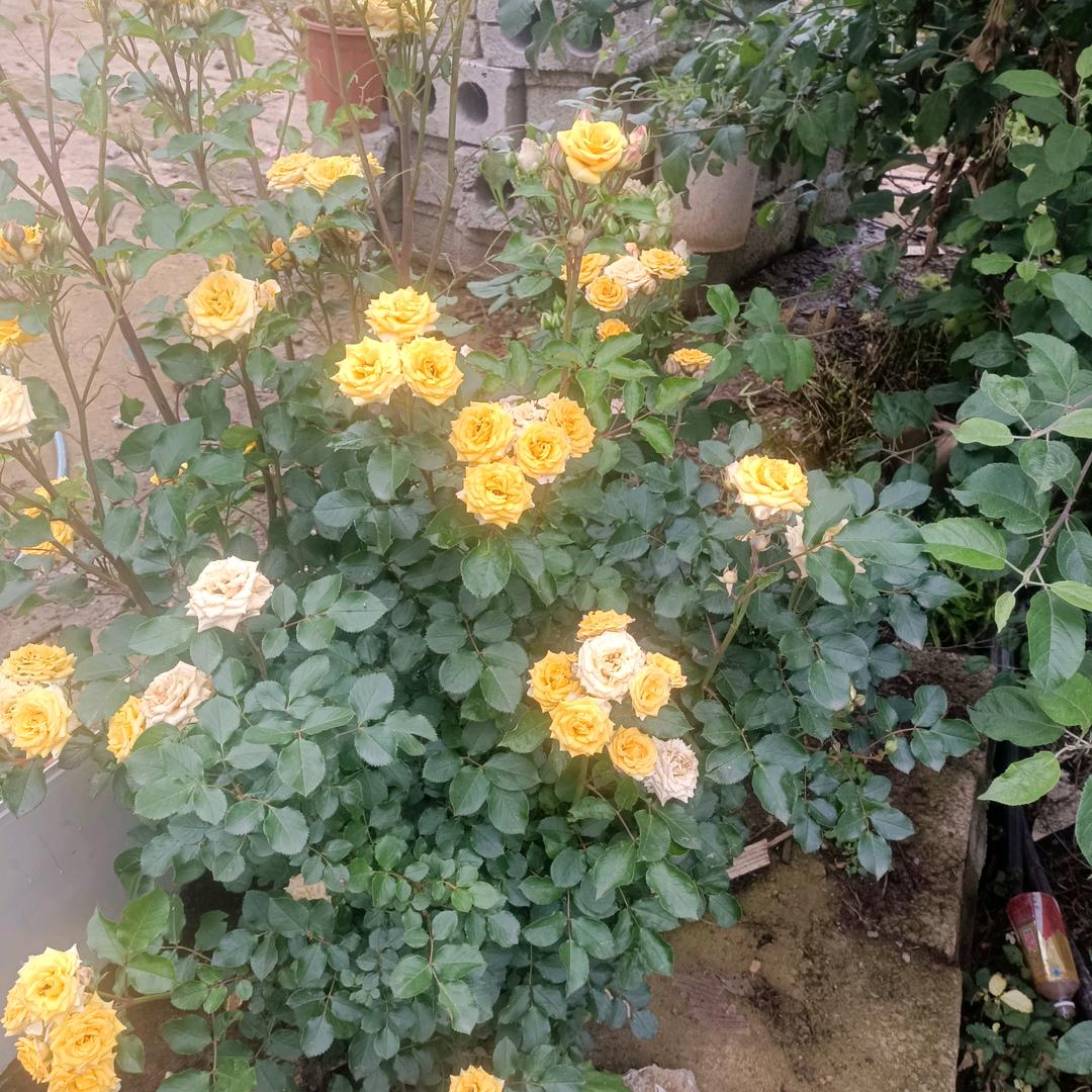 有你的陪伴一起走👫