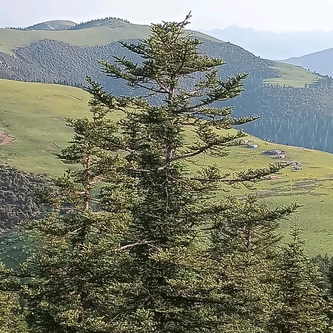 我的快乐就是想你