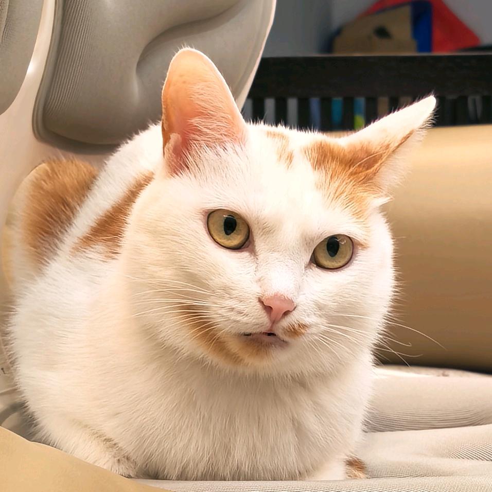 狼叔gogo໑ຼₒ໑ຼₒ