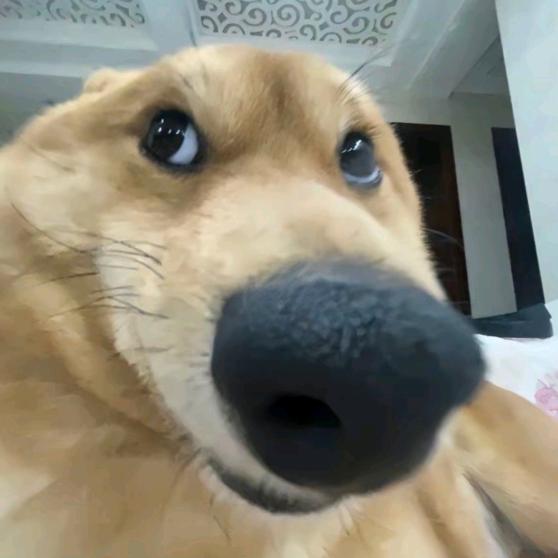 孙毛毛（哈弗币搬运工）
