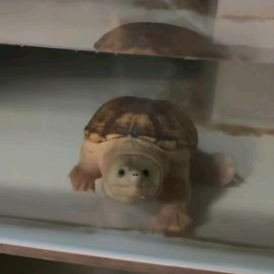 瓷砖缸养龟日记