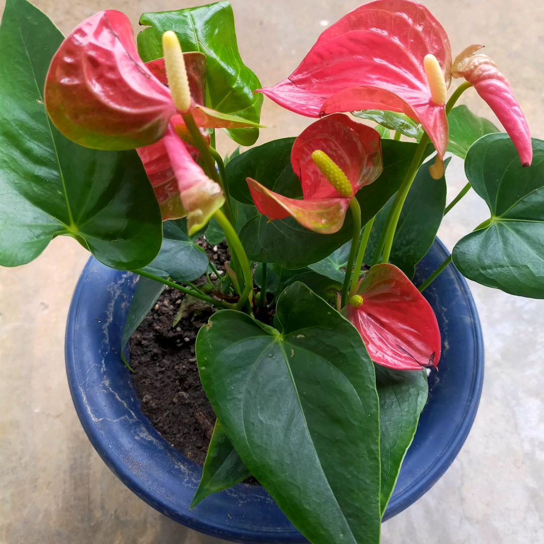蒲太君