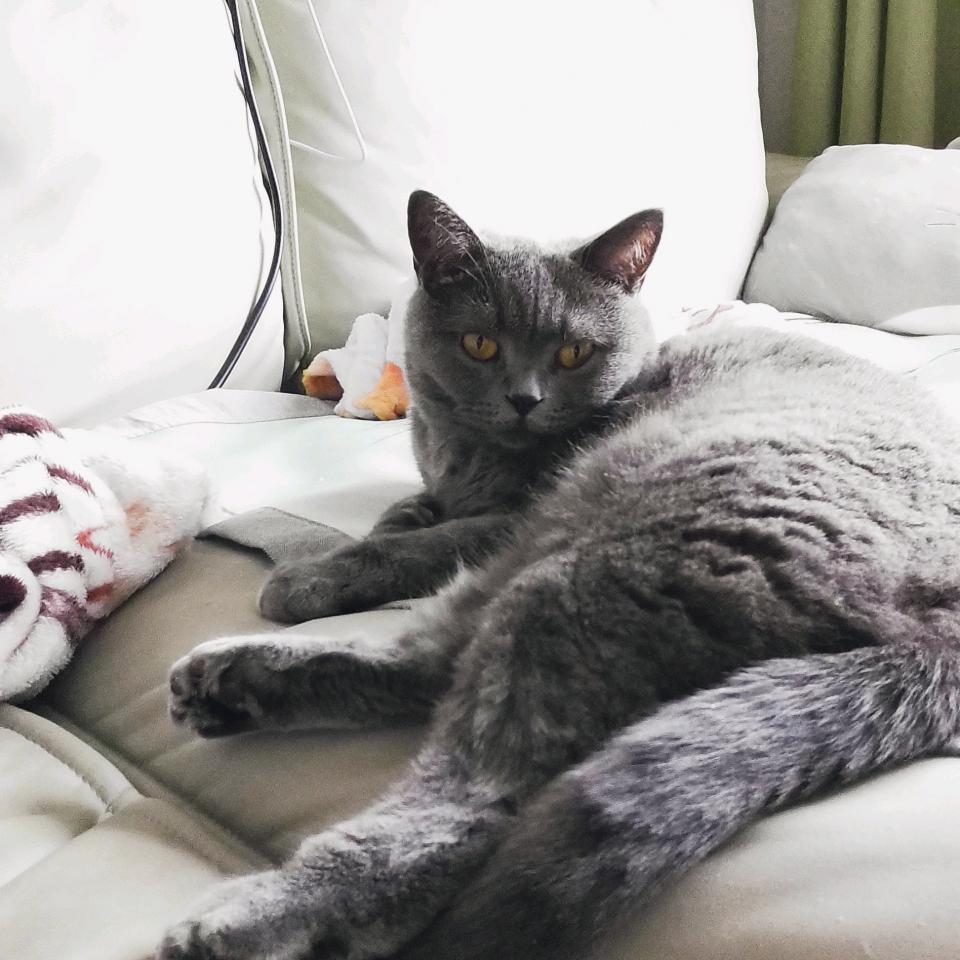 振华是只小猫