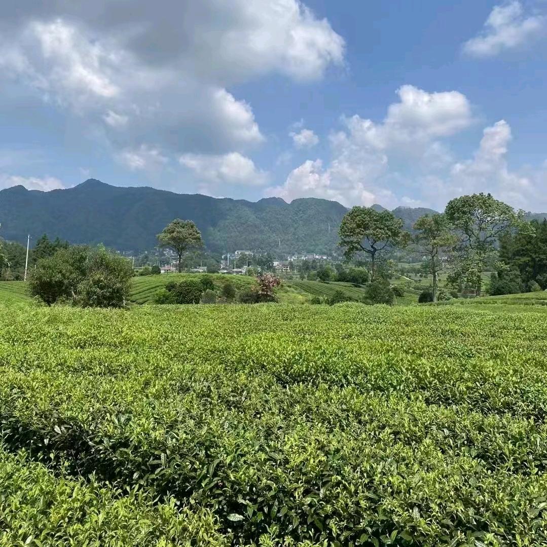 黔里好茶