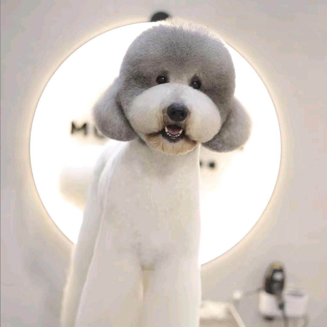 护宠小院儿