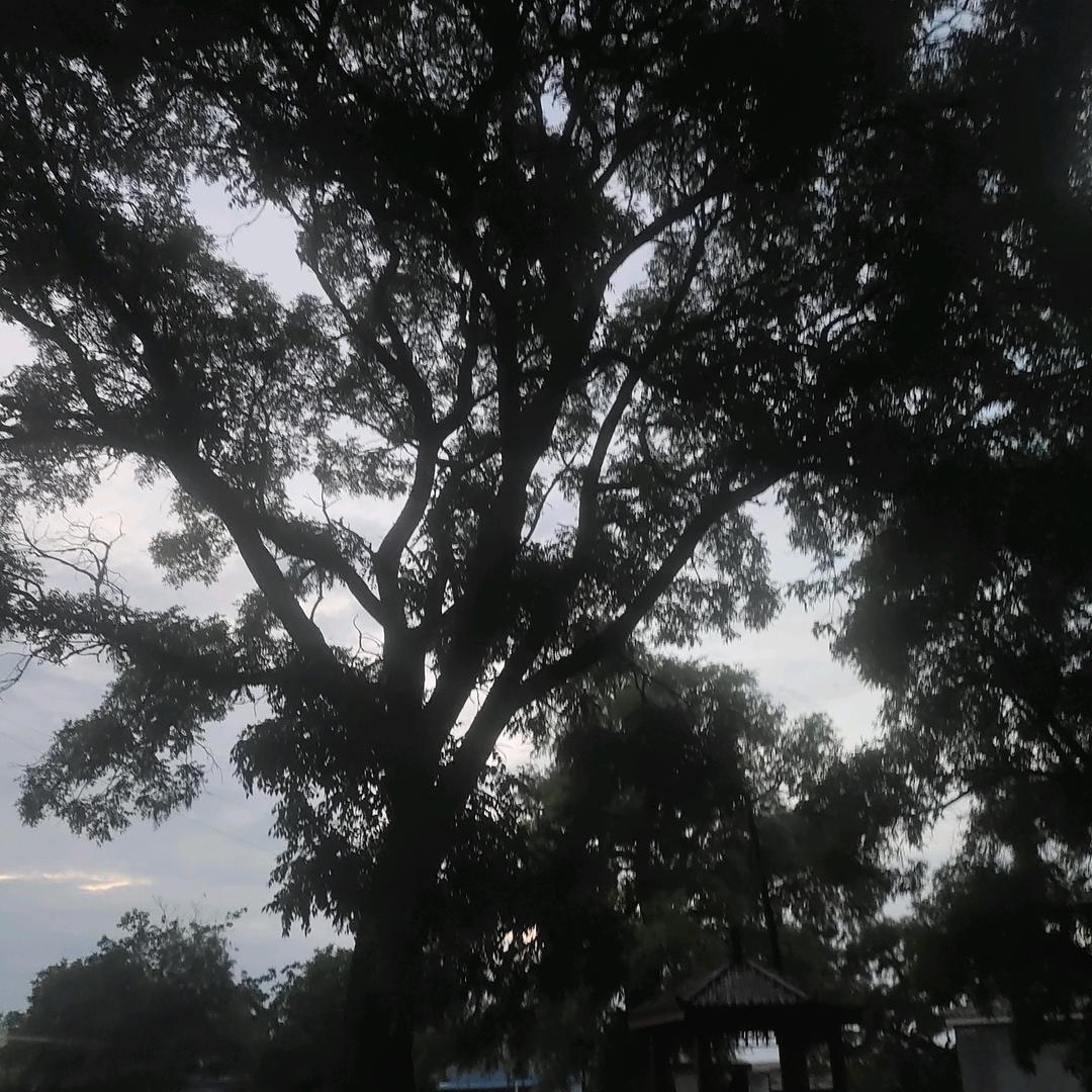 行走的绿裤衩