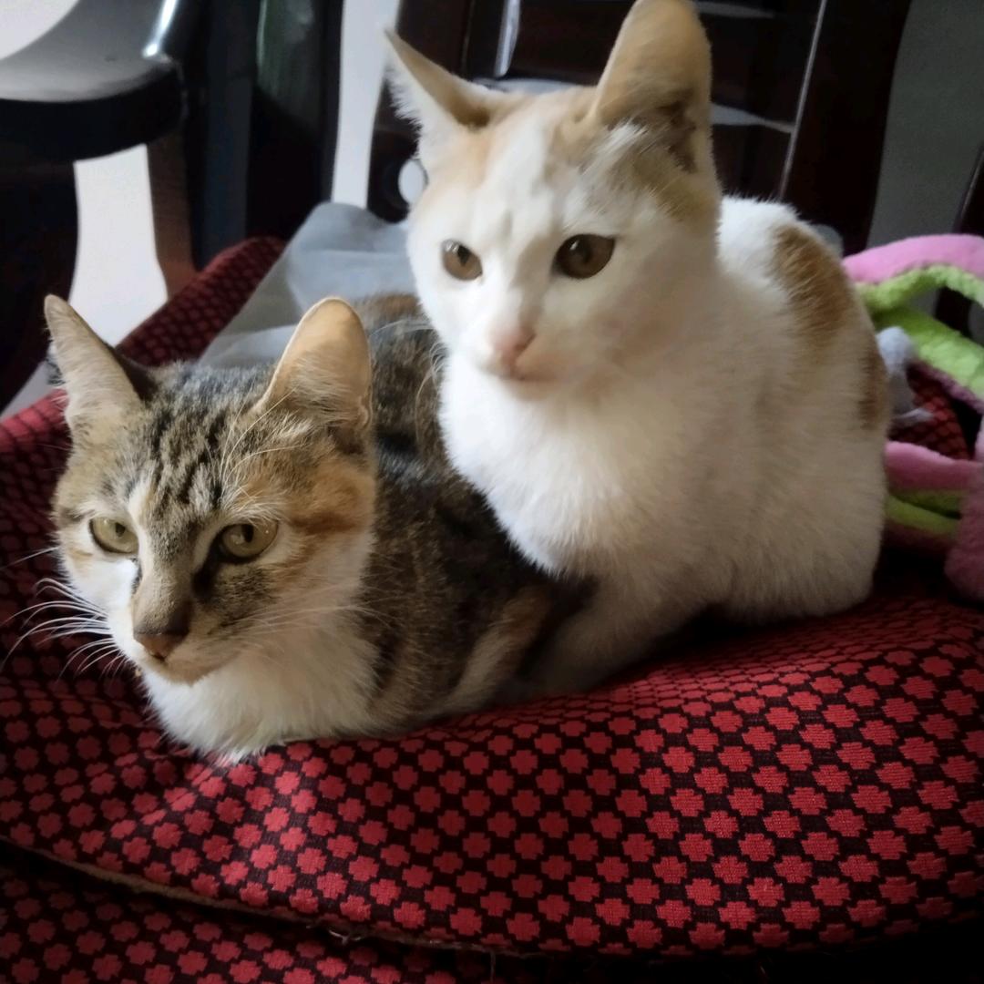 爱是自由意志的沉沦