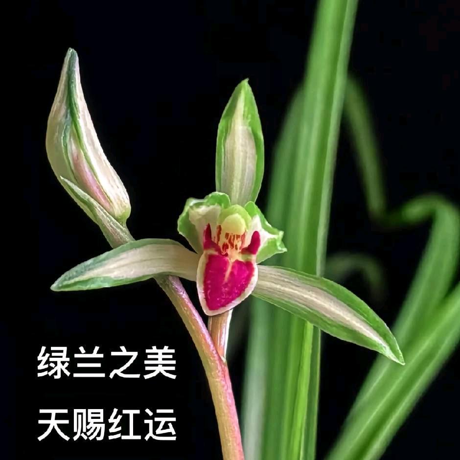 乡村兰花