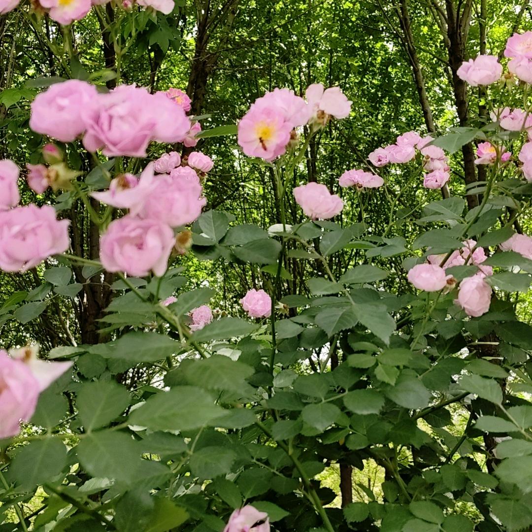 （鹏宇刘记炒米粉）欢迎老铁们光临