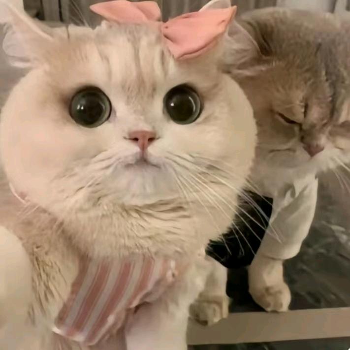 穿白丝的萝莉小蟑螂