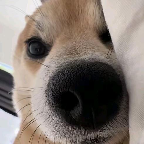 觉醒的韭菜