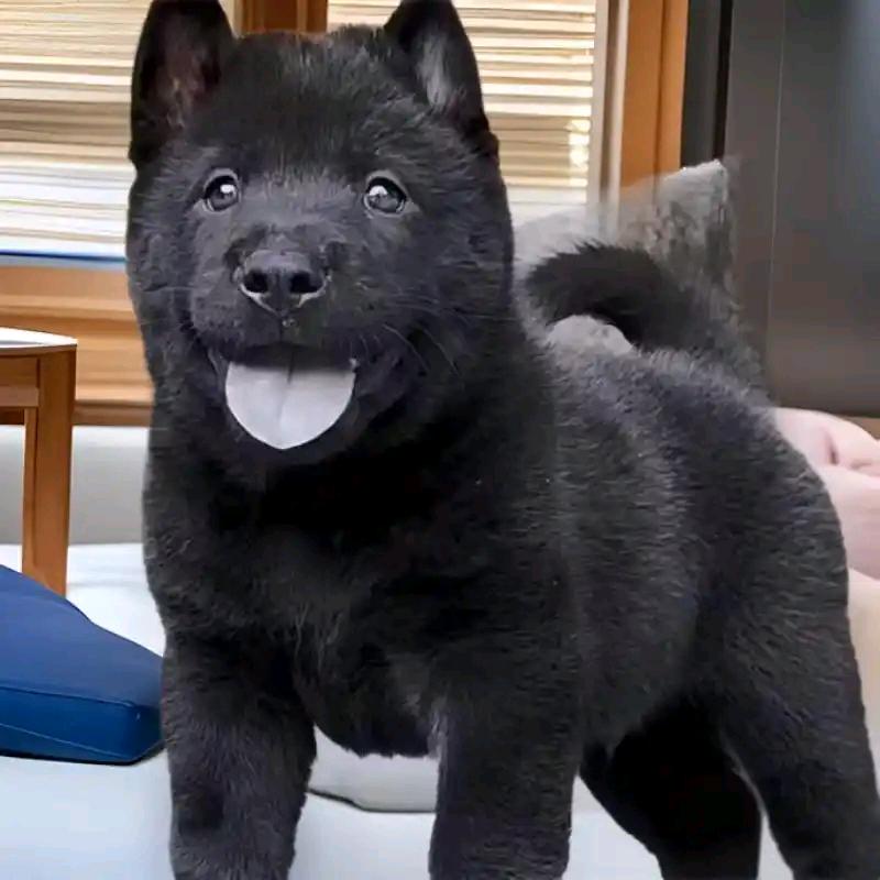 五黑犬幼犬.
