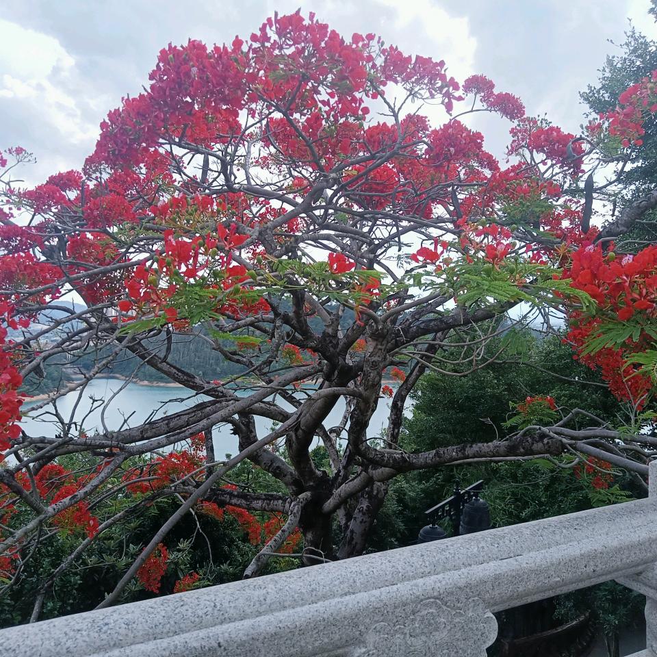 梨涡浅笑
