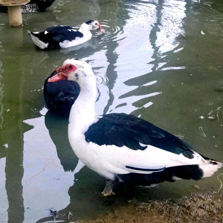 逢衣足食