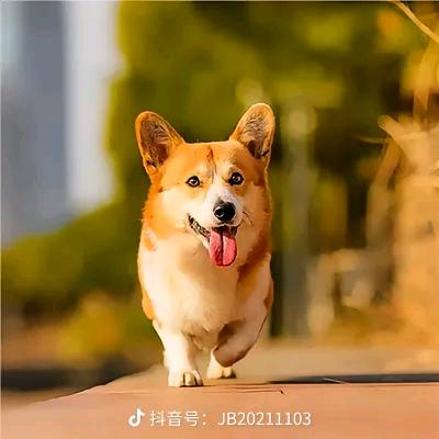 流浪猫