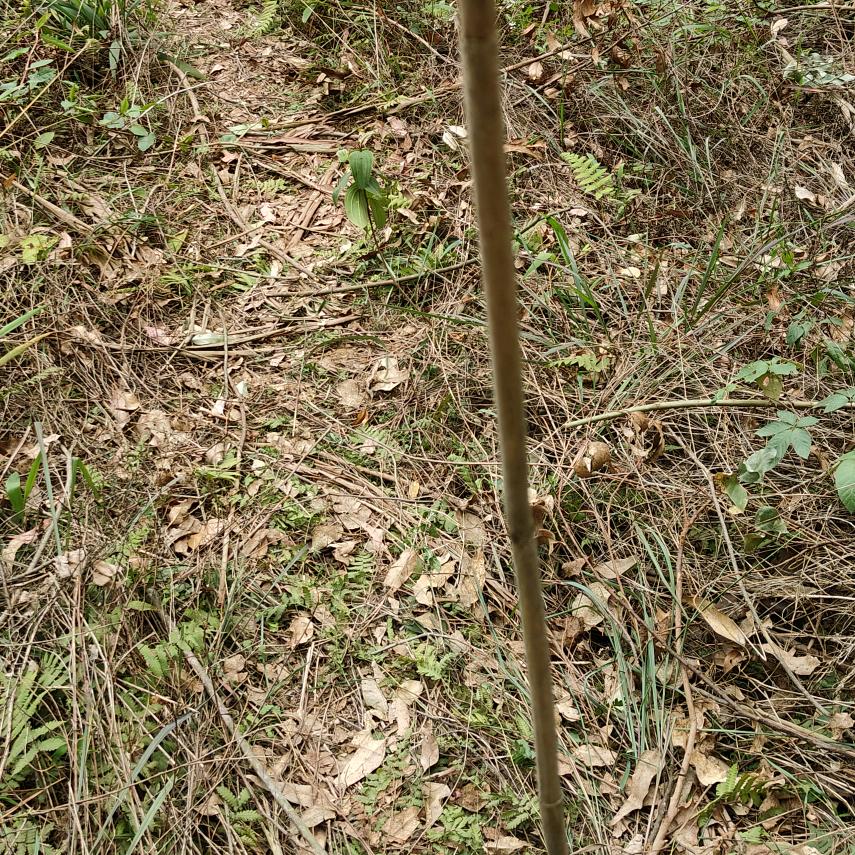 清心寡欲