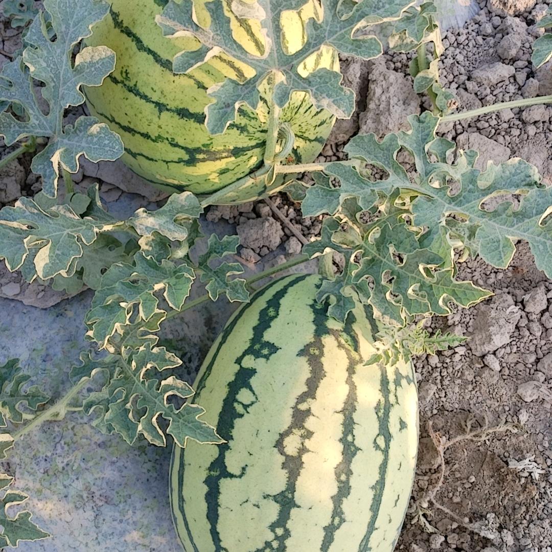 沙枣花