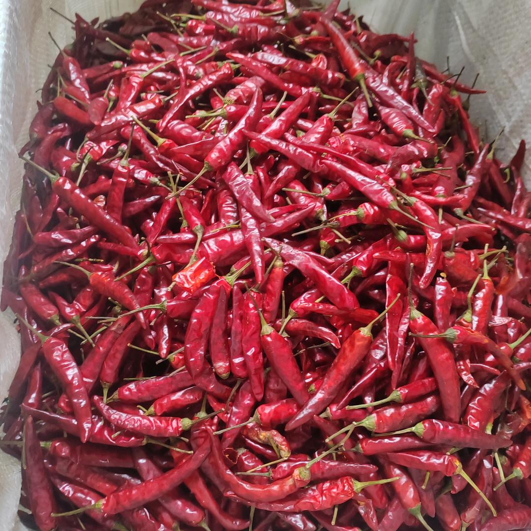 杨春《贵州满天红》