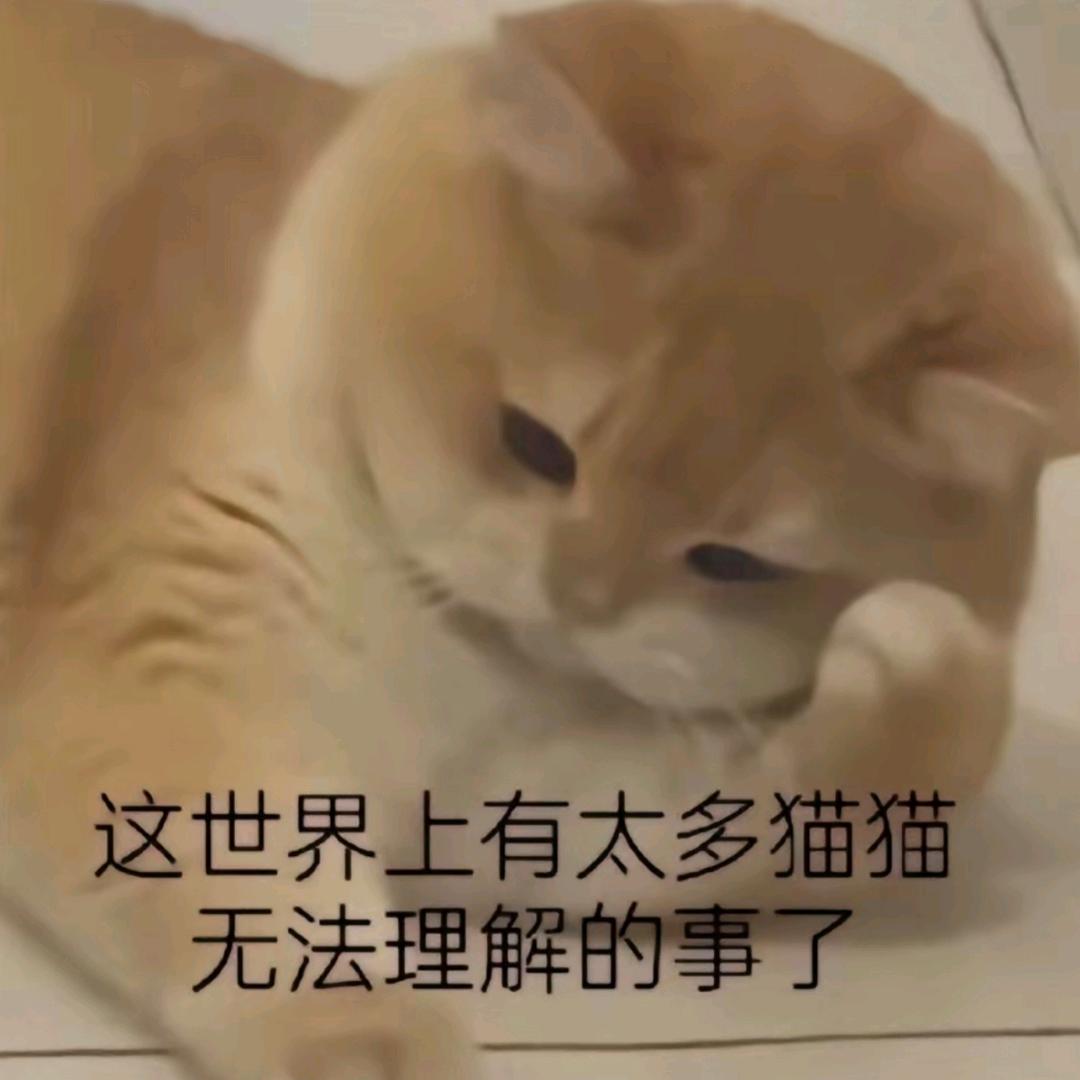 小猫碎碎念