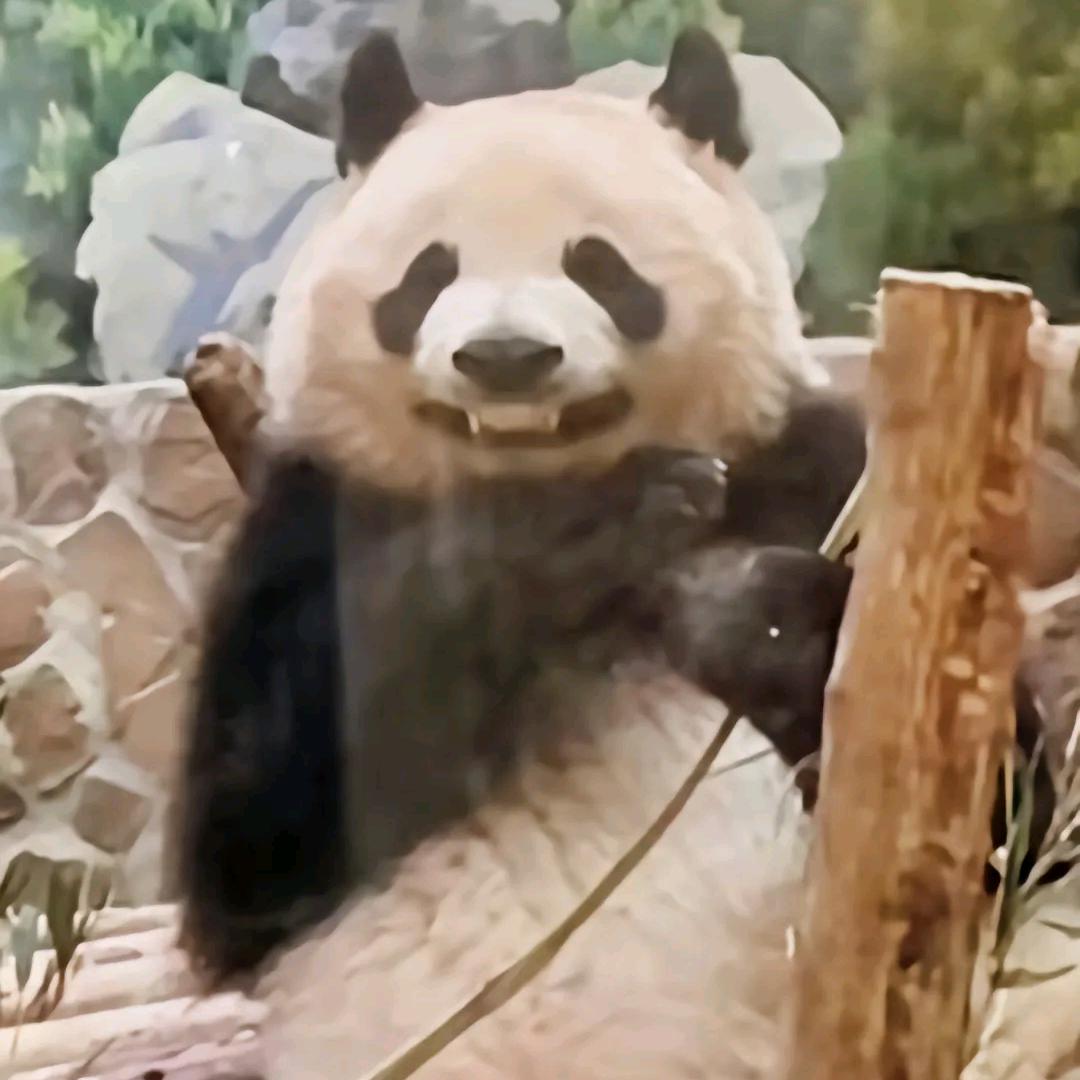 废物小熊
