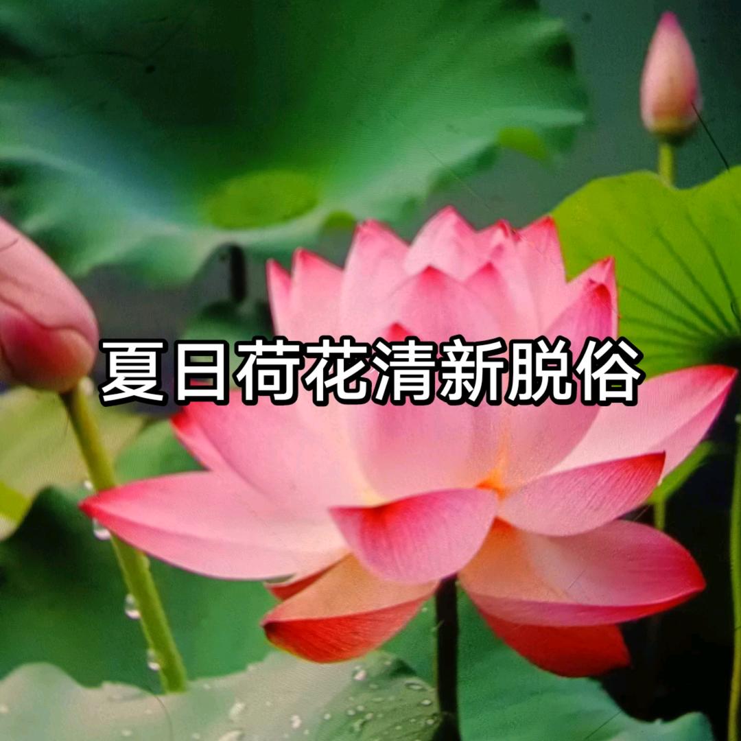 夏日荷花
