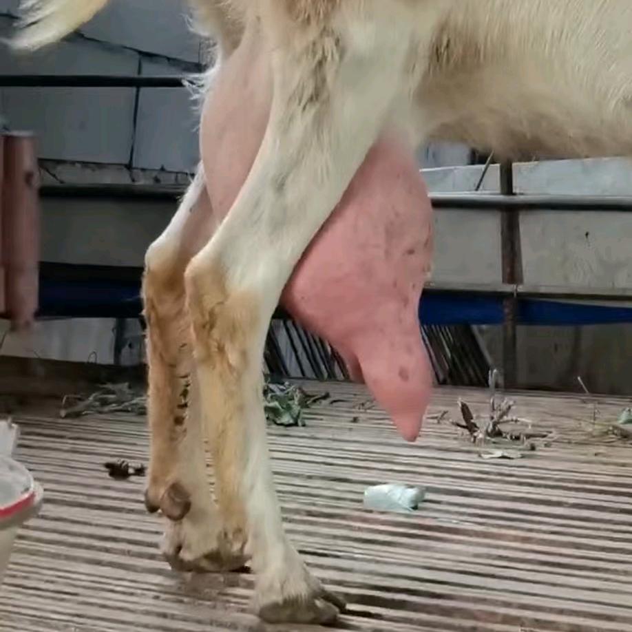 大掌柜。《谢绝连赞》