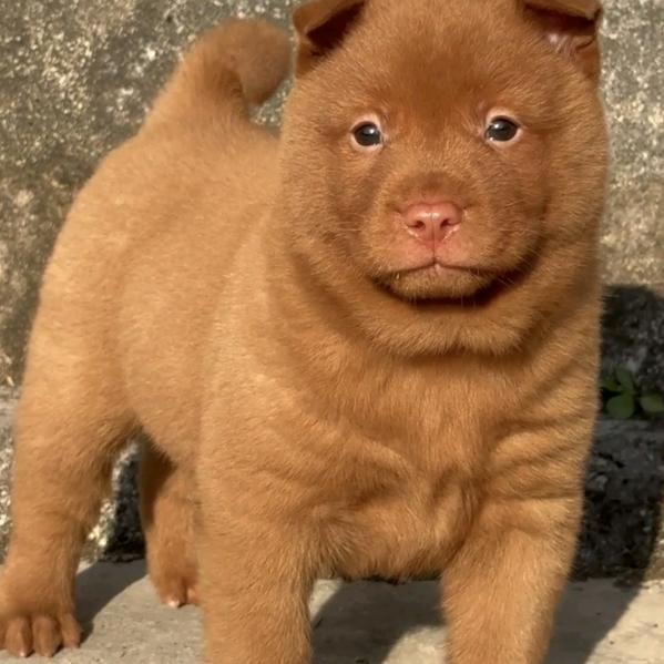 粤宠田园犬舍(视频号)