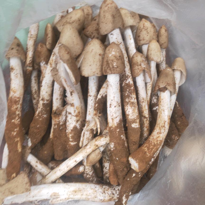 攀枝花特色农产品