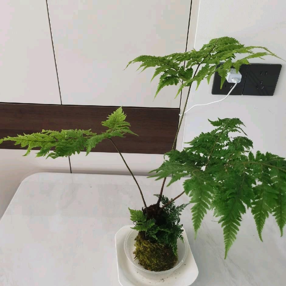 天道