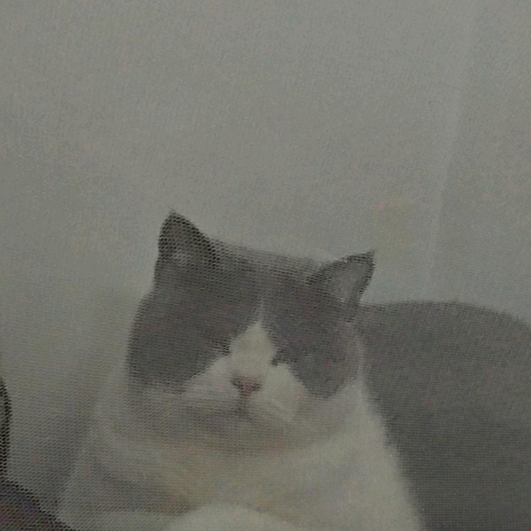 想吃新鲜的烤红薯（看过张韶涵演唱会版）