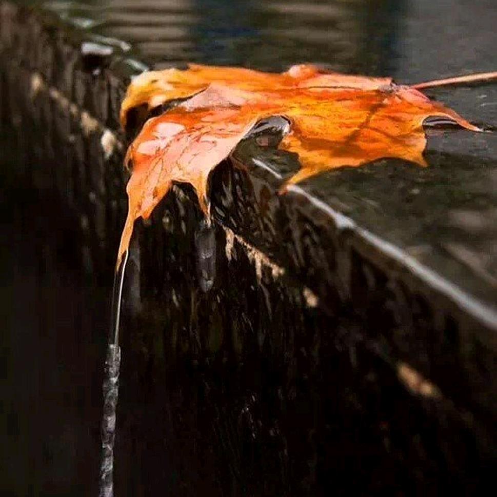 ໑ຼₒ₂₅ღ᭄莜雨🕊️独愁香꧔ꦿ᭄