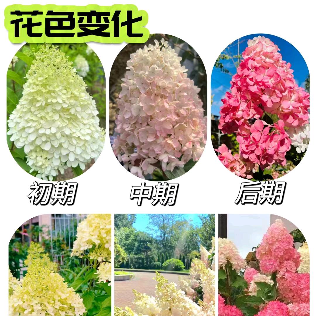 东北绣球基地批发