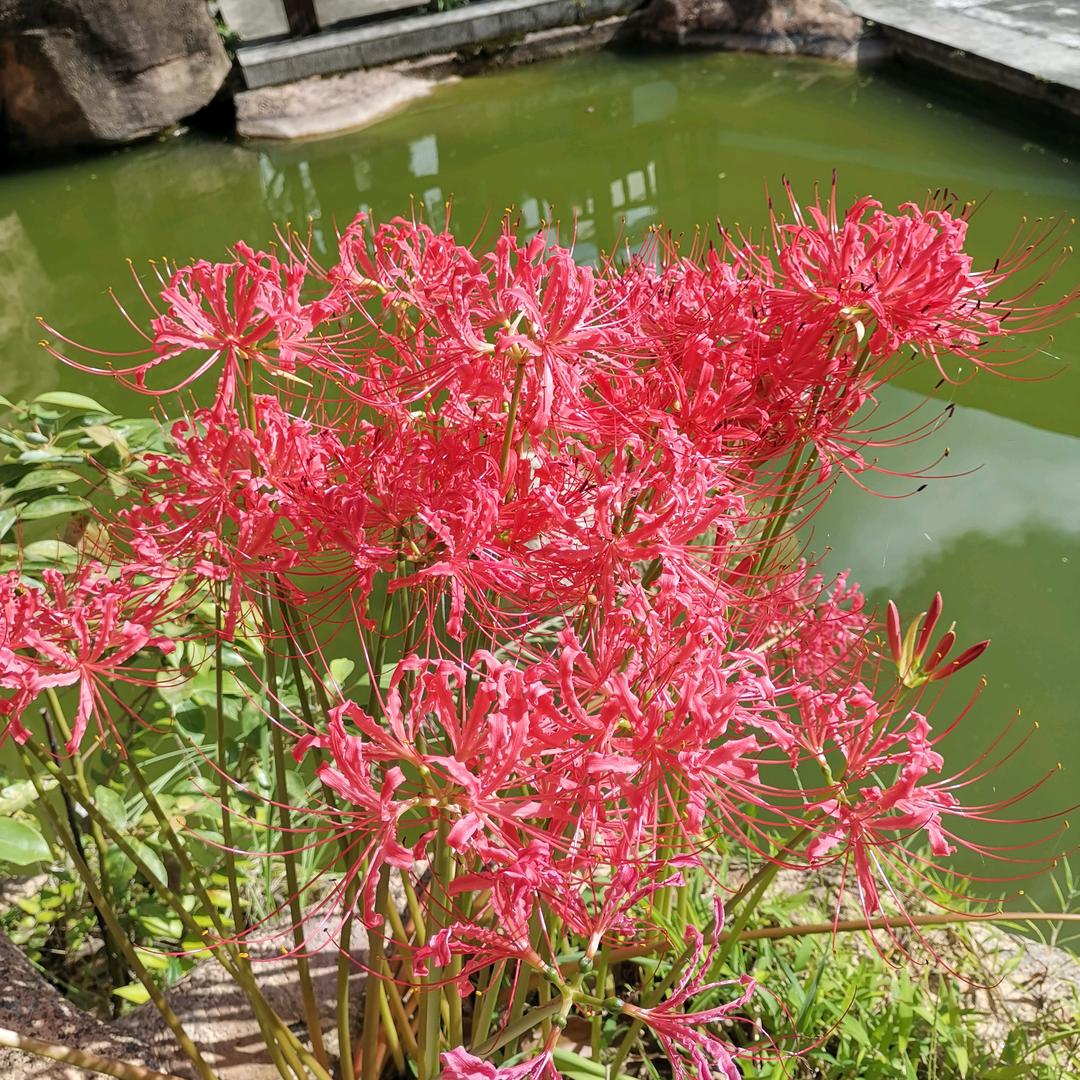 芬芳