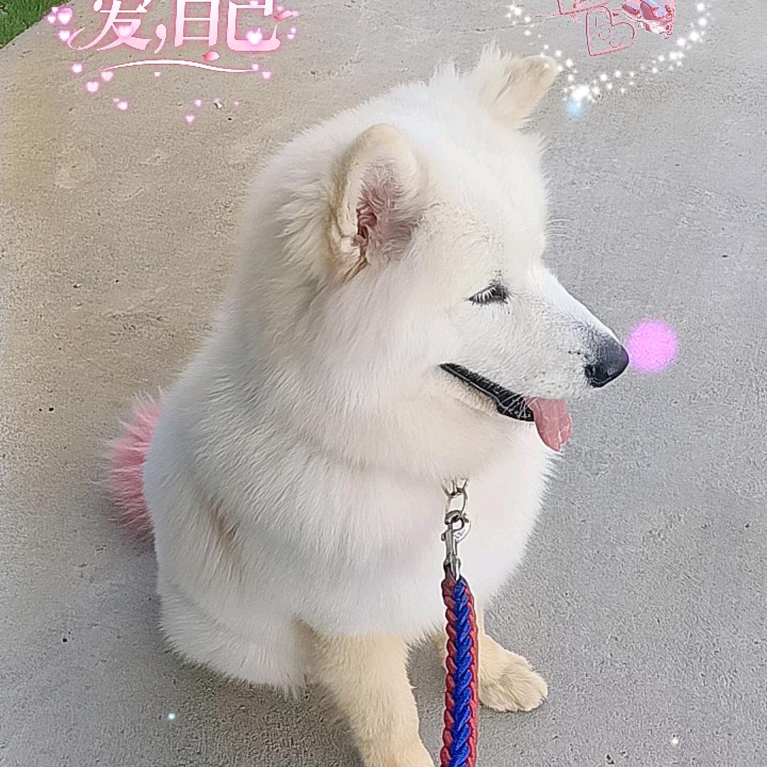 皮老板