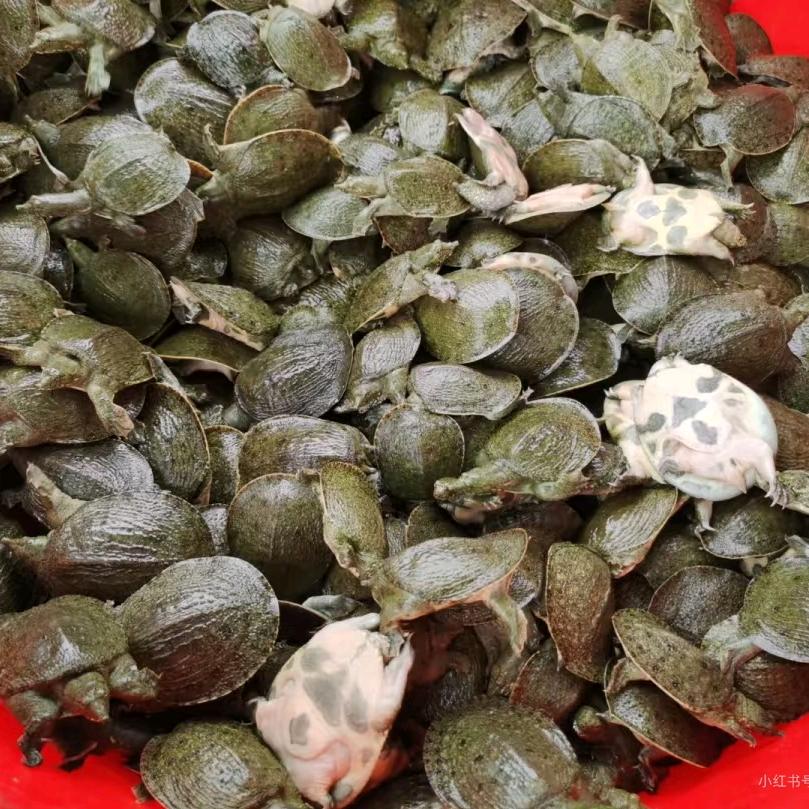 甲鱼养殖基地彤彤