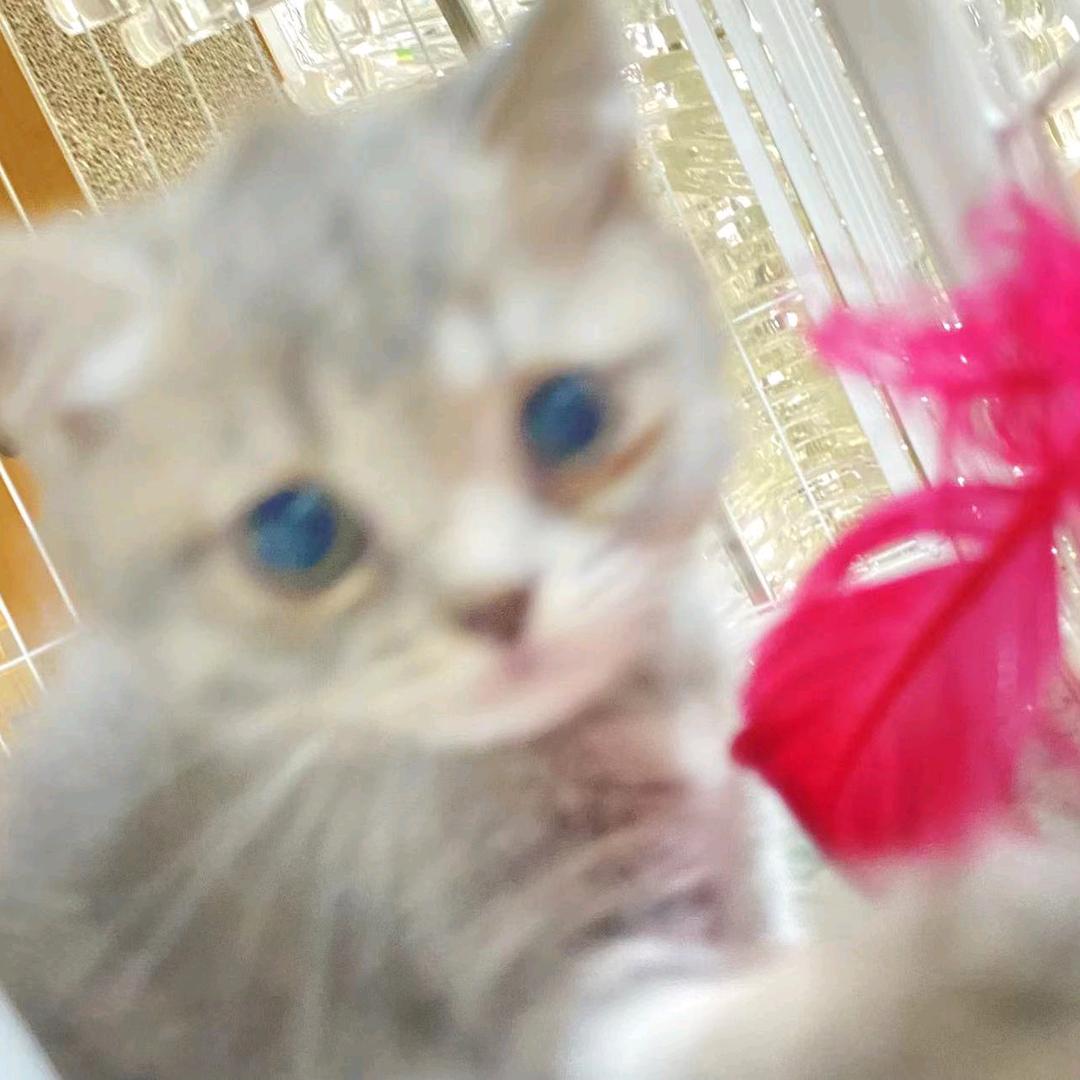 小桅🥥