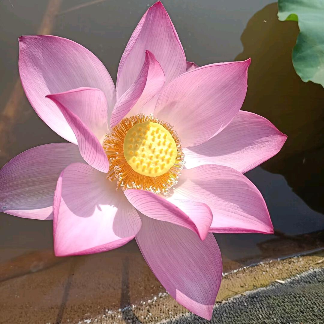 ꧁💞傻丫头꧁💞