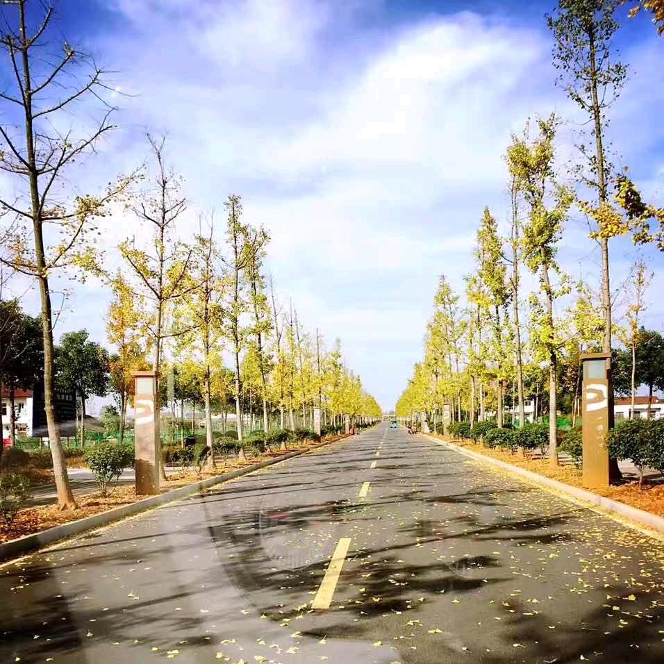 li hai lan
