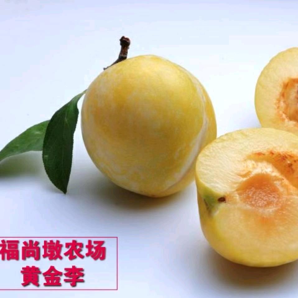 福尚墩农场